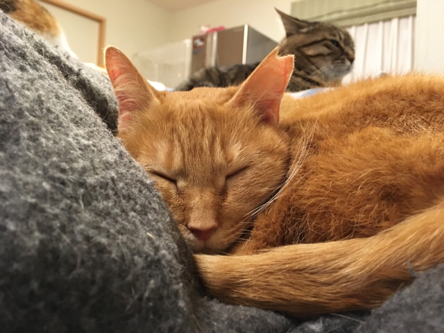 f:id:akiyochan15:20180404135700j:image:w518