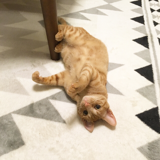 f:id:akiyochan15:20180404144837j:image:w450