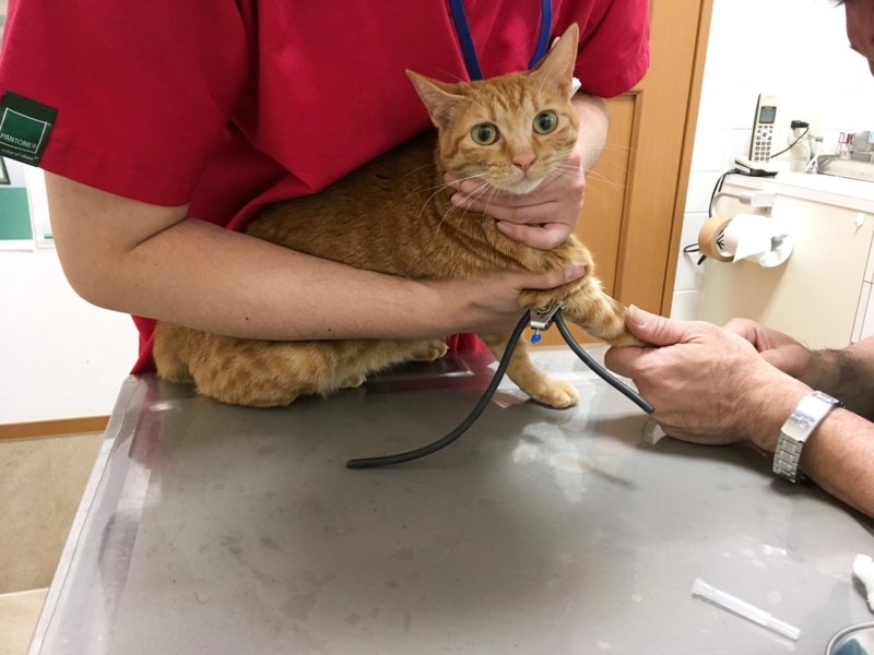 f:id:akiyochan15:20180511192548j:image:w518