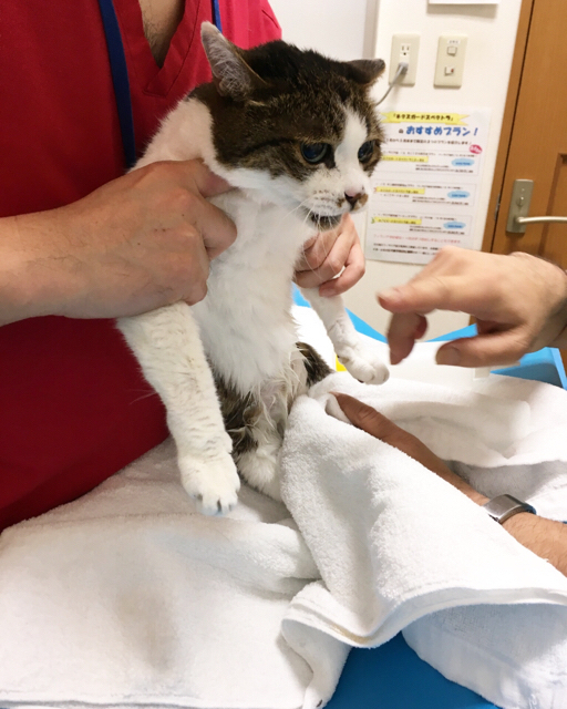 f:id:akiyochan15:20180514131014j:image:w450