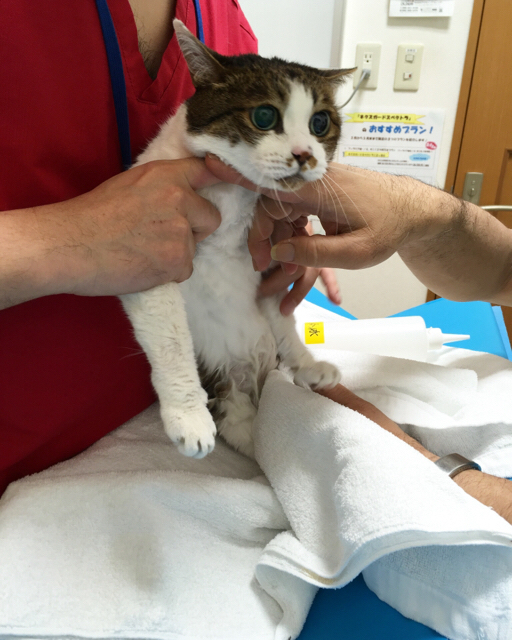 f:id:akiyochan15:20180514131017j:image:w450