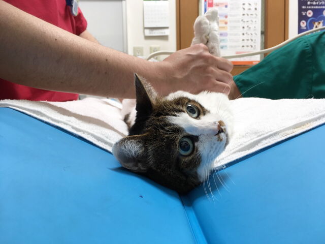 f:id:akiyochan15:20180514131021j:image:w518