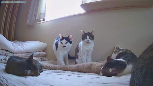 f:id:akiyochan15:20180514131024j:image:w518