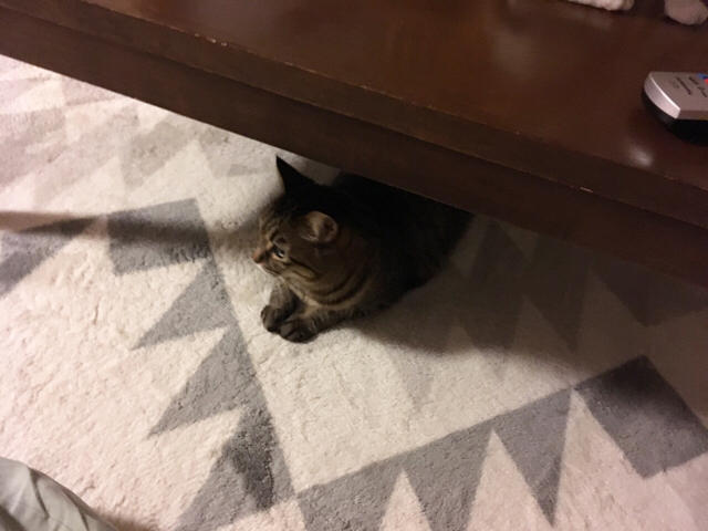 f:id:akiyochan15:20180619132436j:image:w518