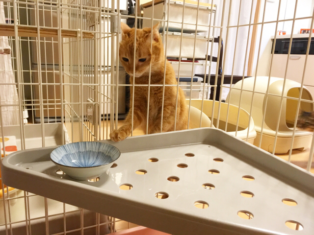 f:id:akiyochan15:20180619132439j:image:w518