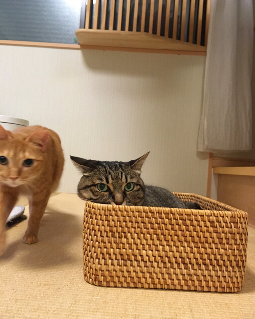 f:id:akiyochan15:20180709032206j:image:w450