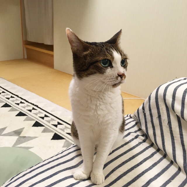 f:id:akiyochan15:20180709032252j:image:w450