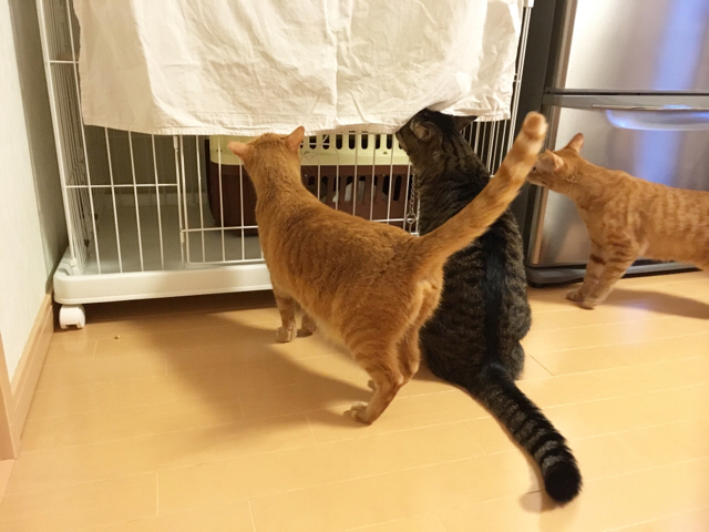 f:id:akiyochan15:20180731121726j:image:w518 f:id:akiyochan15:20180731121726j:image:w518