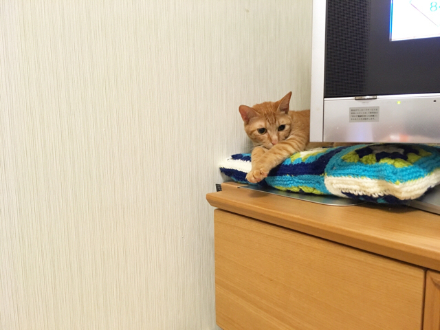 f:id:akiyochan15:20180731121730j:image:w518 f:id:akiyochan15:20180731121730j:image:w518