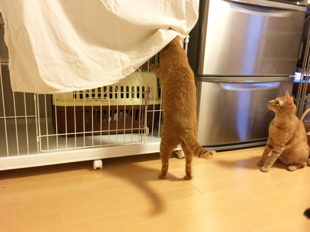 f:id:akiyochan15:20180731121733j:image:w518 f:id:akiyochan15:20180731121733j:image:w518