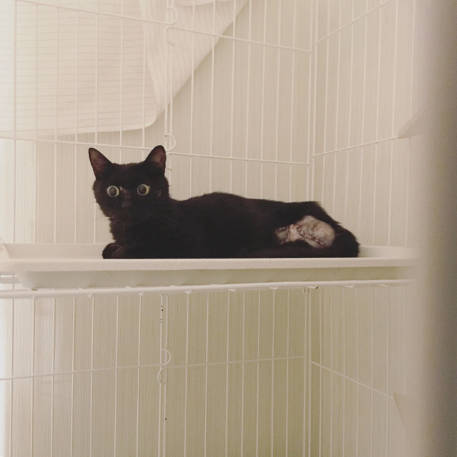 f:id:akiyochan15:20180802031506j:image:w450 f:id:akiyochan15:20180802031506j:image:w450