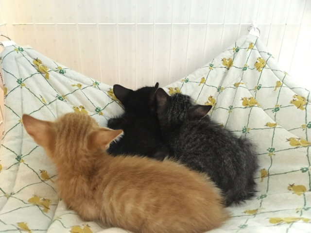 f:id:akiyochan15:20180813175509j:image:w518 f:id:akiyochan15:20180813175509j:image:w518