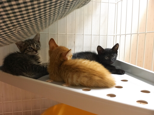 f:id:akiyochan15:20180813175512j:image:w518 f:id:akiyochan15:20180813175512j:image:w518