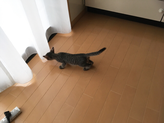 f:id:akiyochan15:20180910120509j:image:w518