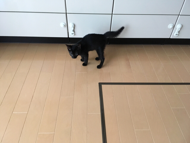 f:id:akiyochan15:20180910120513j:image:w518