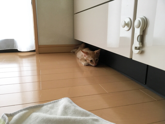 f:id:akiyochan15:20180910120515j:image:w518