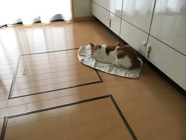 f:id:akiyochan15:20180910120517j:image:w518