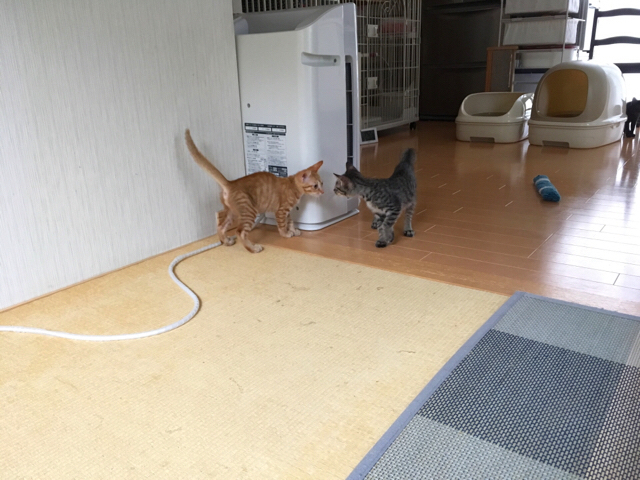 f:id:akiyochan15:20180910120618j:image:w518