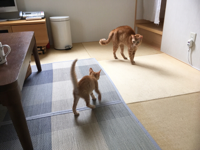 f:id:akiyochan15:20180910120621j:image:w518