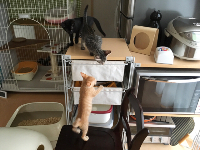 f:id:akiyochan15:20180910120623j:image:w518