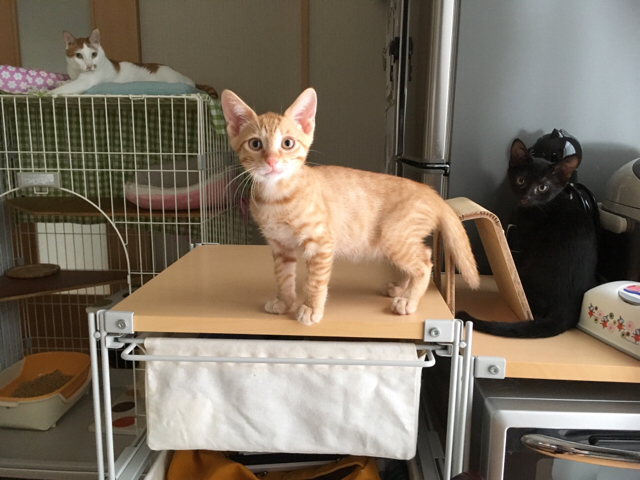 f:id:akiyochan15:20180910120625j:image:w518