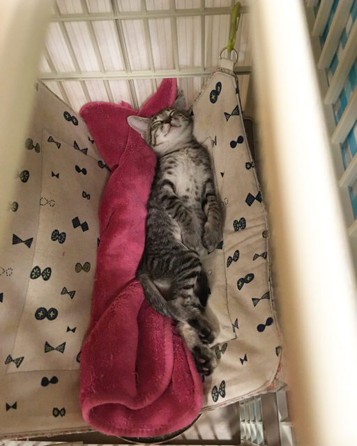 f:id:akiyochan15:20180910120701j:image:w400