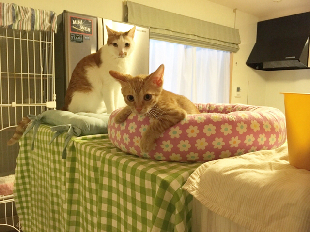 f:id:akiyochan15:20180910123508j:image:w518