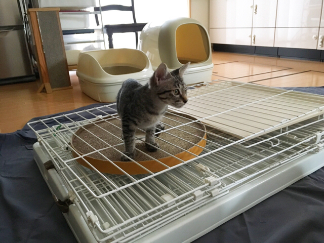 f:id:akiyochan15:20180924154718j:image:w518 f:id:akiyochan15:20180924154718j:image:w518