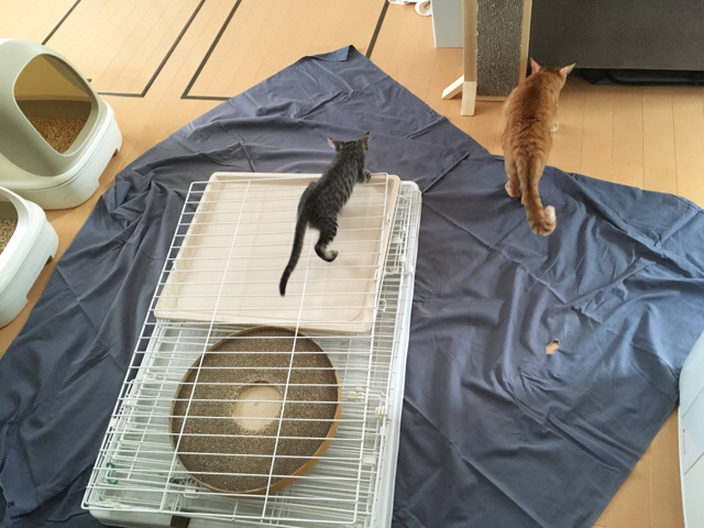 f:id:akiyochan15:20180924154720j:image:w518 f:id:akiyochan15:20180924154720j:image:w518