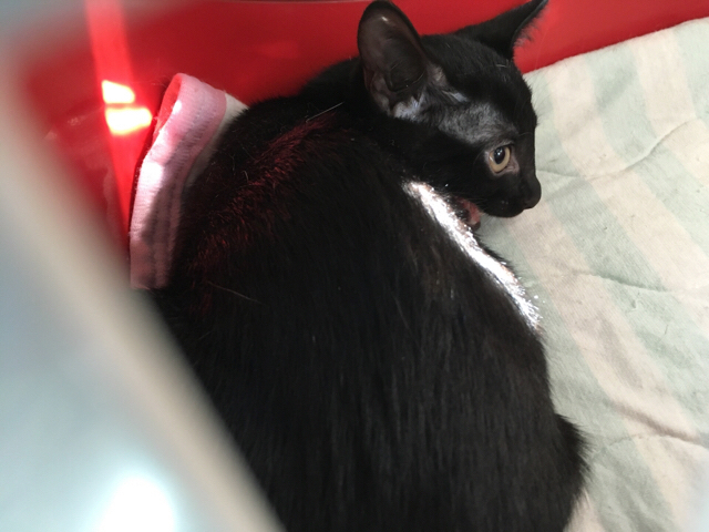 f:id:akiyochan15:20180924154725j:image:w518 f:id:akiyochan15:20180924154725j:image:w518