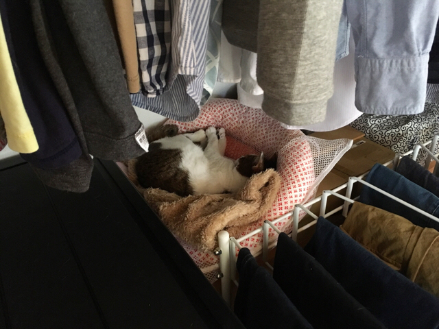 f:id:akiyochan15:20181008173614j:image:w518