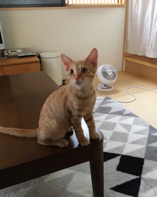 f:id:akiyochan15:20181008173618j:image:w400