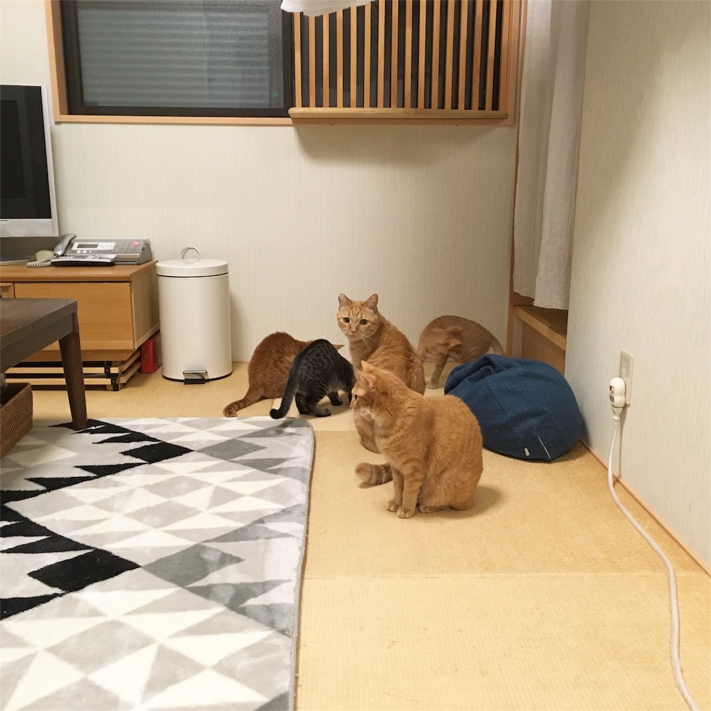 f:id:akiyochan15:20181114224923j:image f:id:akiyochan15:20181114224923j:image