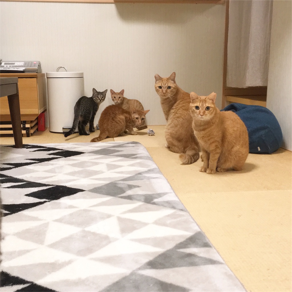 f:id:akiyochan15:20181114224932j:image f:id:akiyochan15:20181114224932j:image