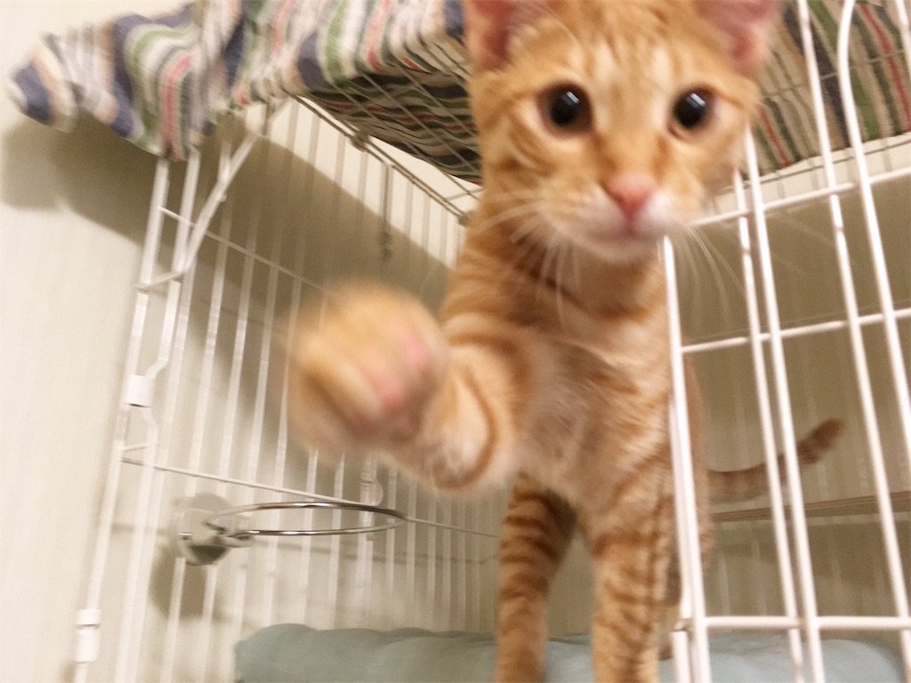 f:id:akiyochan15:20181114225000j:image f:id:akiyochan15:20181114225000j:image