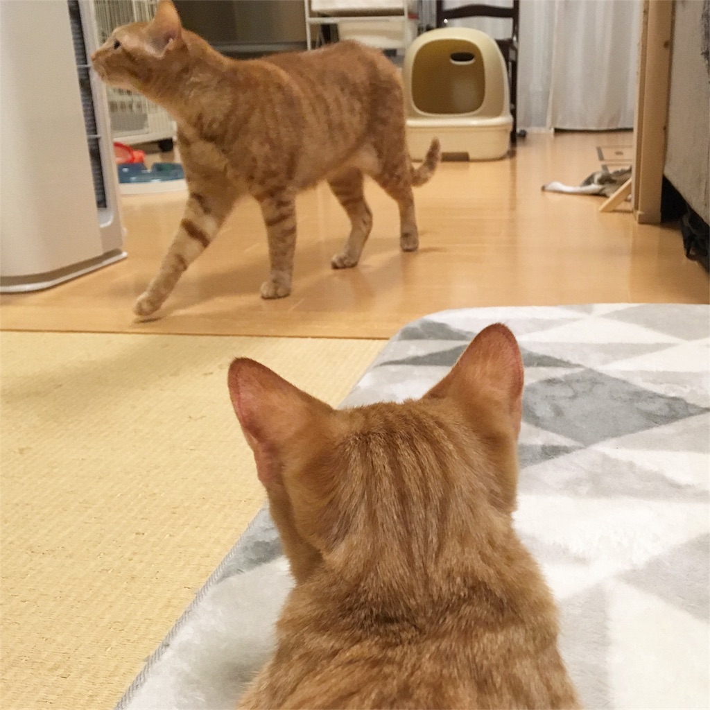 f:id:akiyochan15:20181114225018j:image f:id:akiyochan15:20181114225018j:image