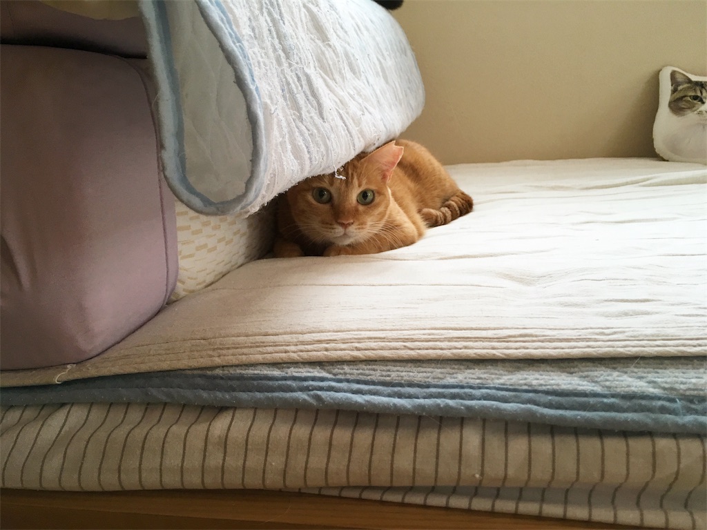 f:id:akiyochan15:20181114225058j:image f:id:akiyochan15:20181114225058j:image