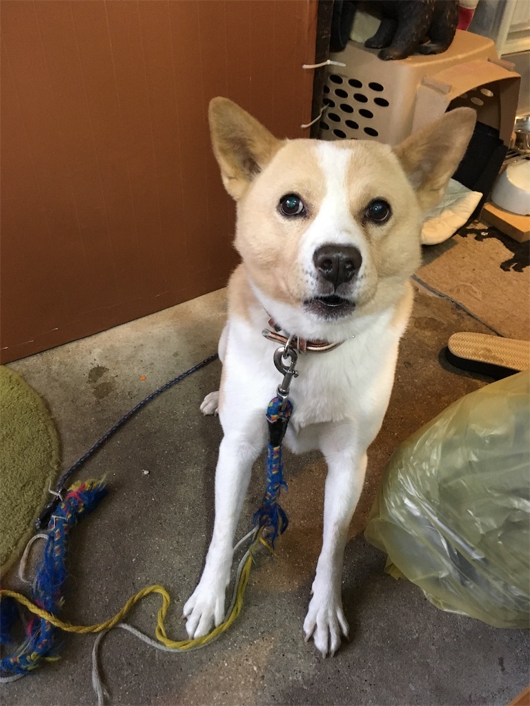 f:id:akiyochan15:20181118024804j:image