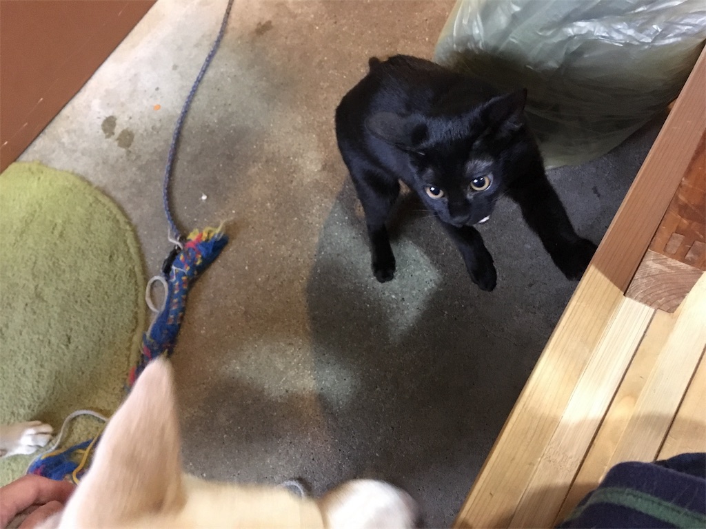 f:id:akiyochan15:20181118024913j:image