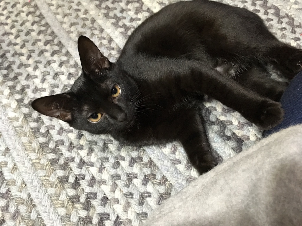 f:id:akiyochan15:20181118030335j:image