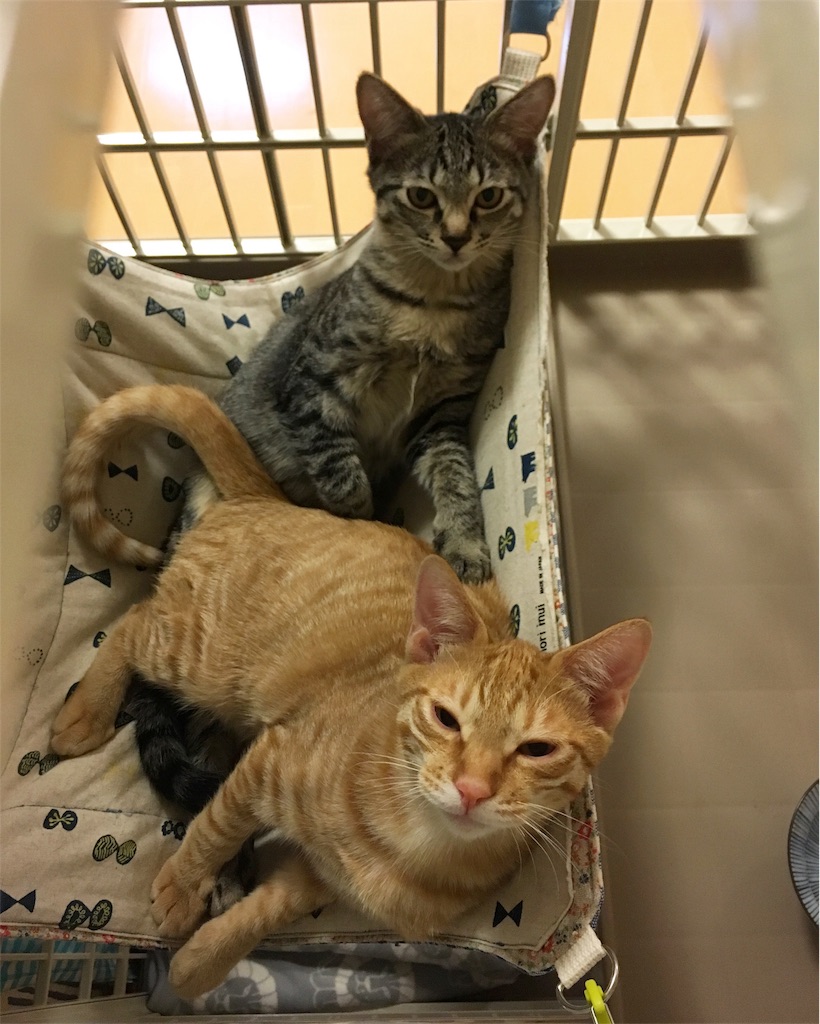 f:id:akiyochan15:20181118030631j:image