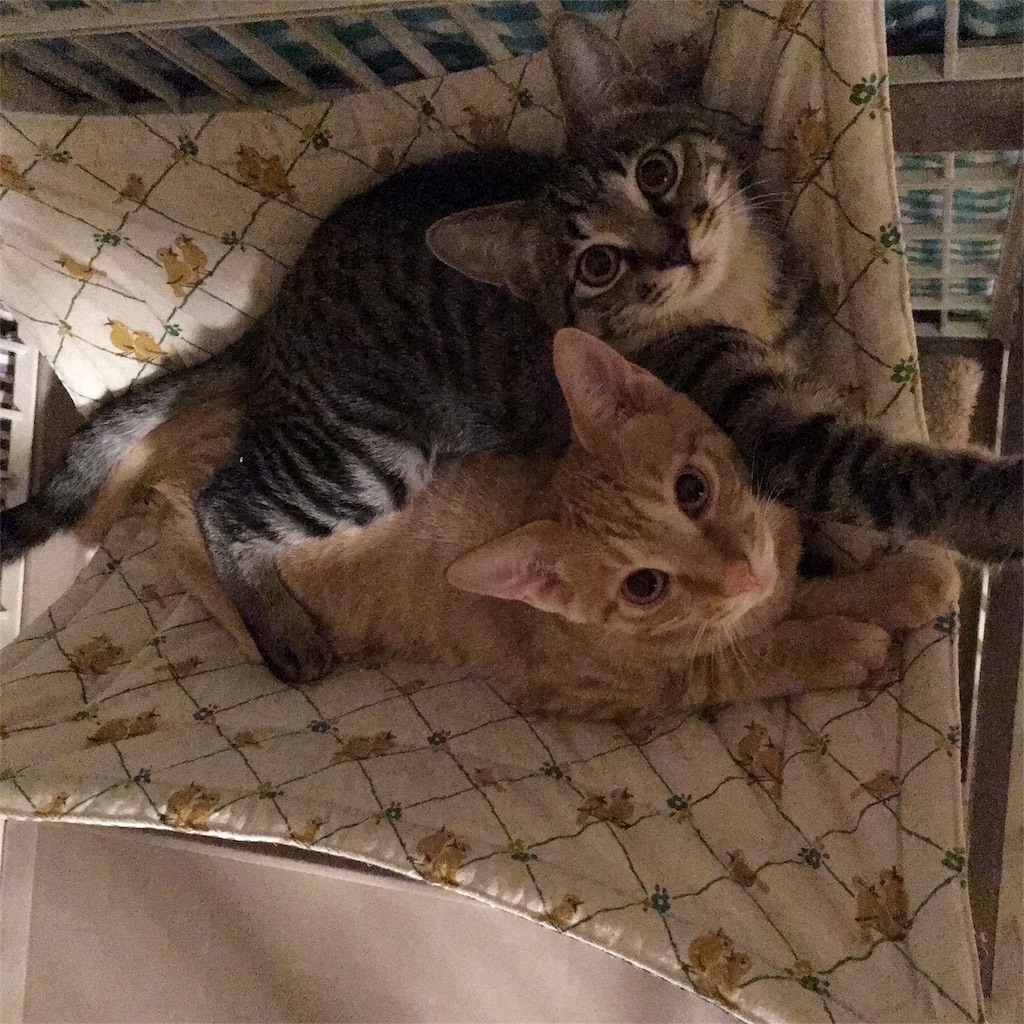 f:id:akiyochan15:20181121234332j:image