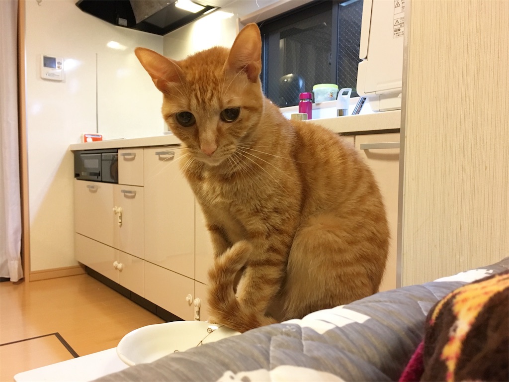 f:id:akiyochan15:20181129022732j:image