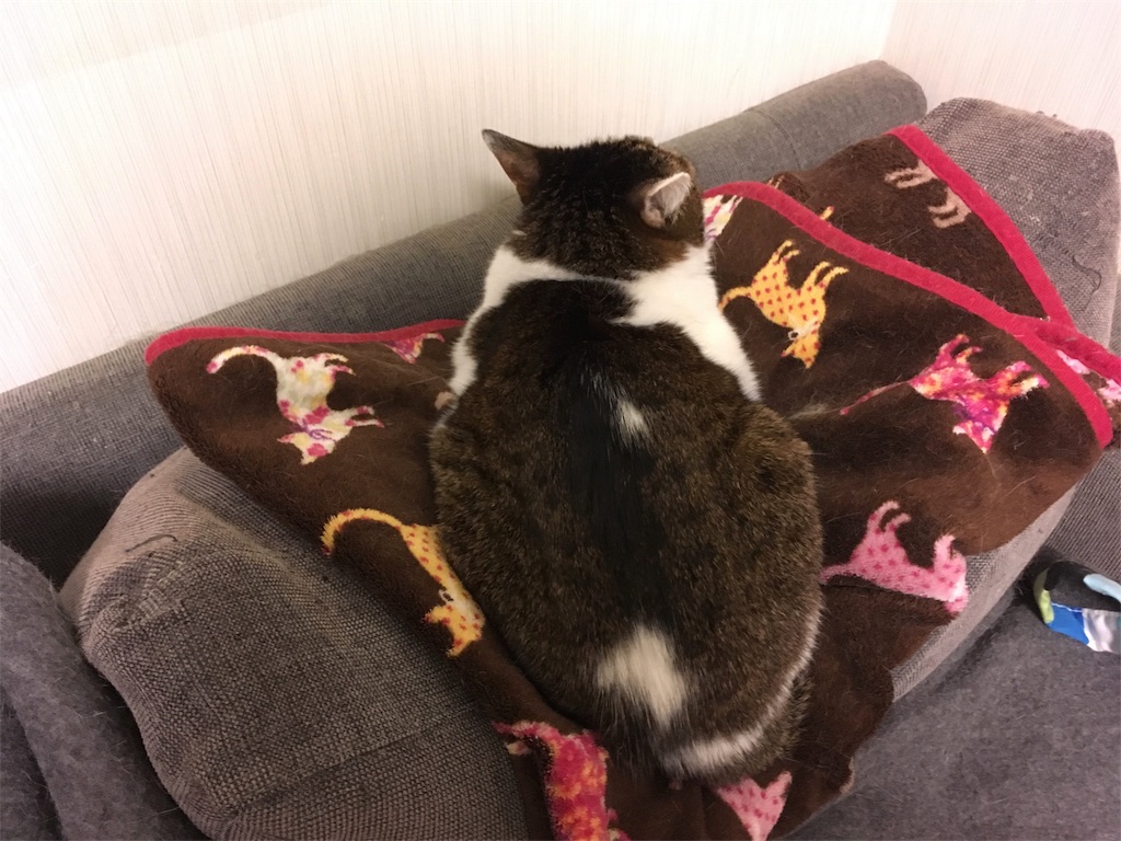 f:id:akiyochan15:20181129023316j:image