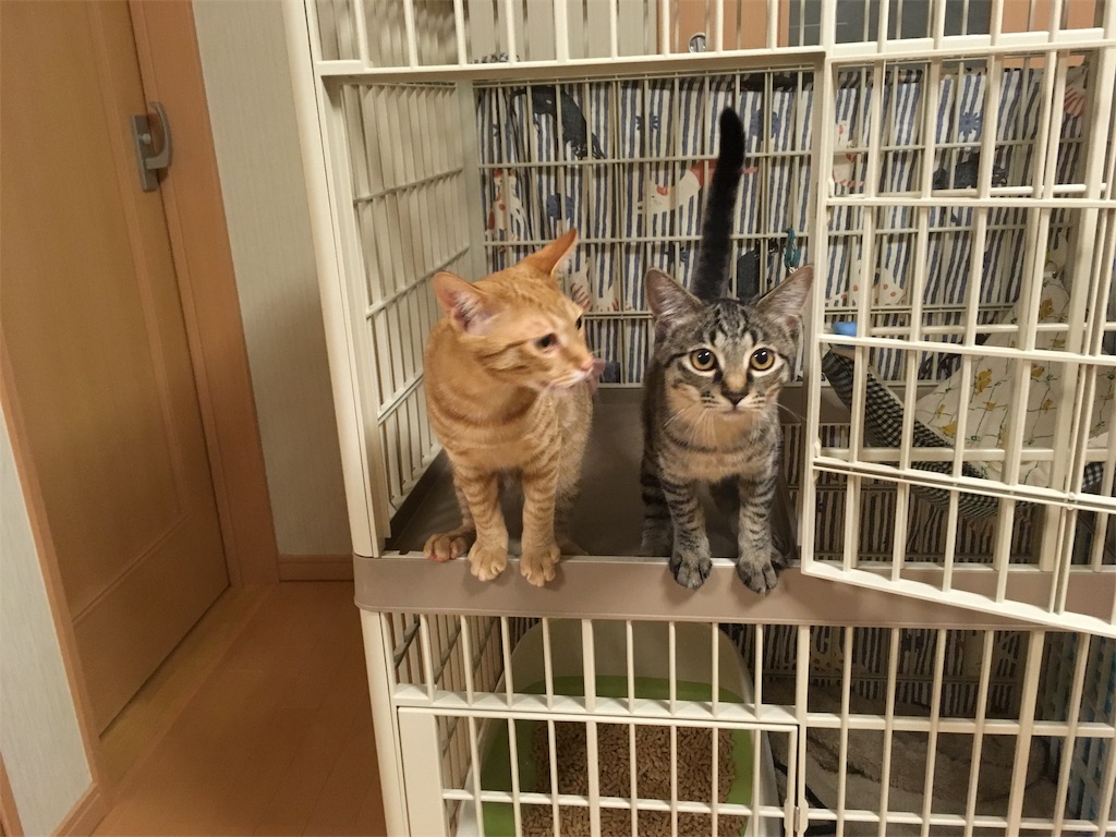 f:id:akiyochan15:20181130114635j:image