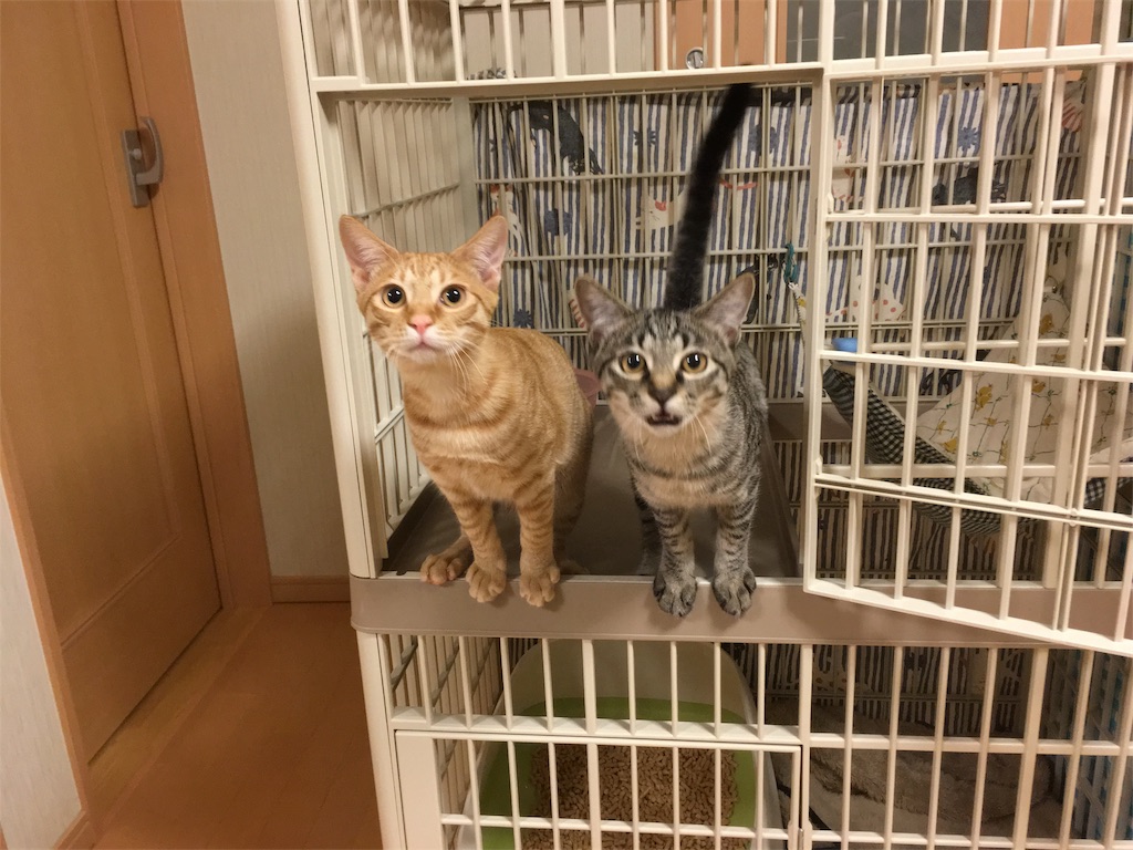 f:id:akiyochan15:20181130114639j:image