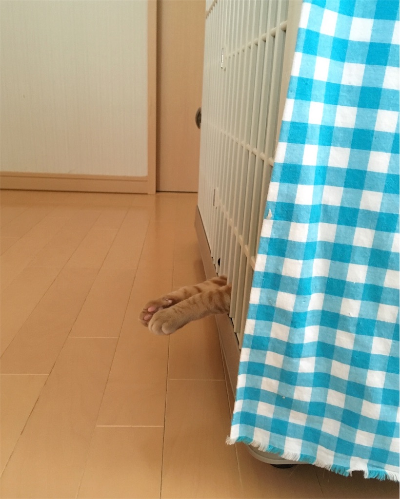 f:id:akiyochan15:20181203021306j:image f:id:akiyochan15:20181203021306j:image