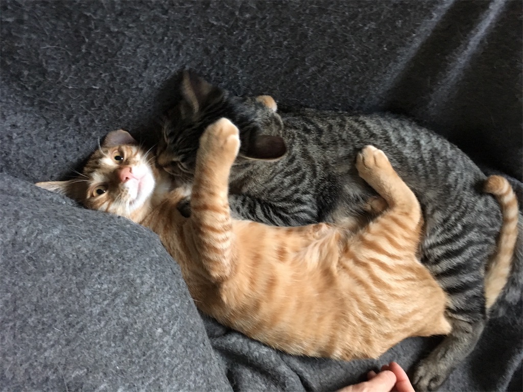 f:id:akiyochan15:20181203021537j:image f:id:akiyochan15:20181203021537j:image