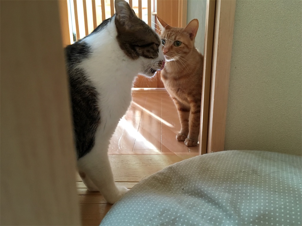 f:id:akiyochan15:20181221162929j:image