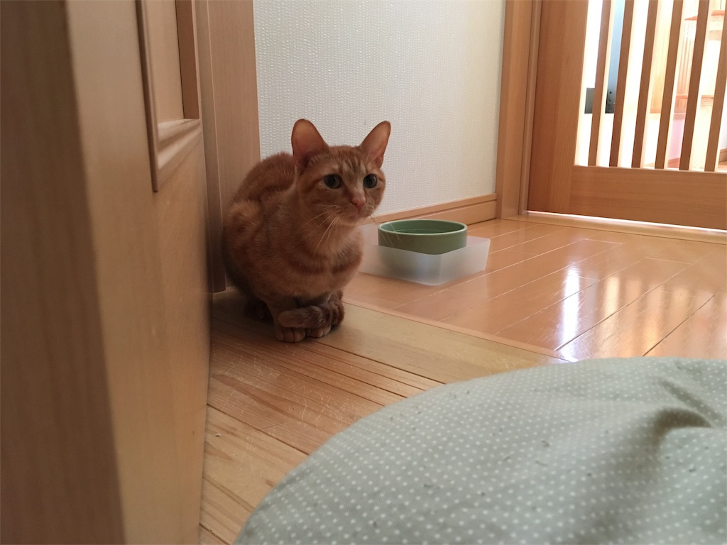 f:id:akiyochan15:20181221162936j:image